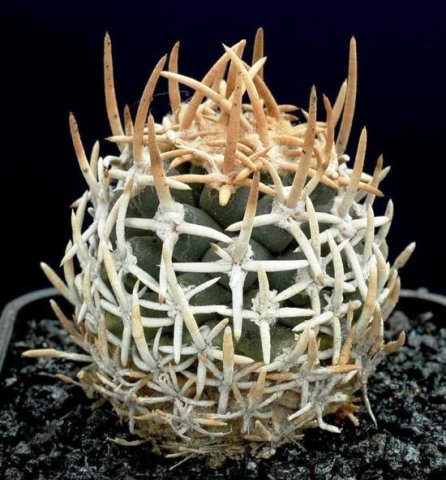 Pediocactus_peeblesianus_3